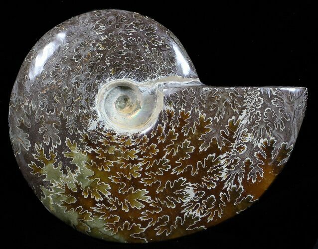 Polished, Agatized Ammonite (Cleoniceras) - Madagascar #59894